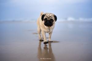 Alena GUIGNABODET - NA MOON PICTURES