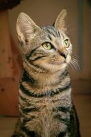 Marie-Emmanuelle DIOT LAPORTE - Memograph